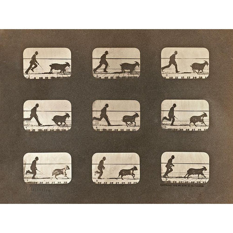 Motion Study: Man Chasing A Goat White Modern Wood Framed Art Print by Muybridge, Eadweard J.