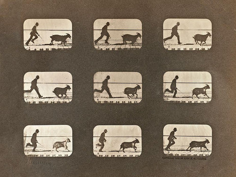 Motion Study: Man Chasing A Goat White Modern Wood Framed Art Print with Double Matting by Muybridge, Eadweard J.