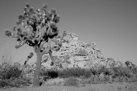 Joshua Tree National Park California Black Ornate Wood Framed Art Print with Double Matting by Highsmith, Carol