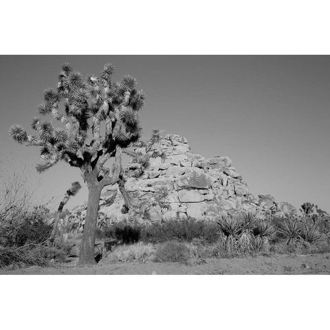 Joshua Tree National Park California White Modern Wood Framed Art Print by Highsmith, Carol