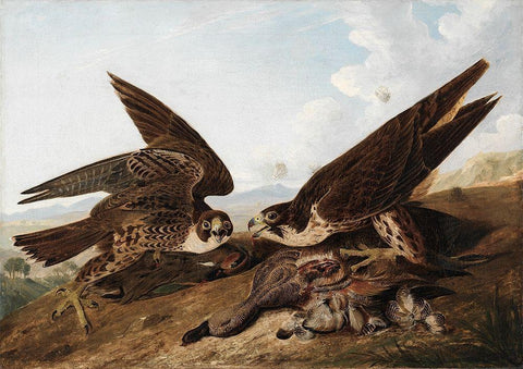 Peregrine Falcons White Modern Wood Framed Art Print with Double Matting by Audubon, John James