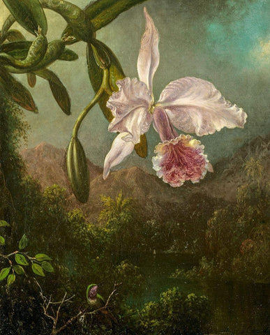 Orchid Blossoms White Modern Wood Framed Art Print with Double Matting by Heade, Martin Johnson