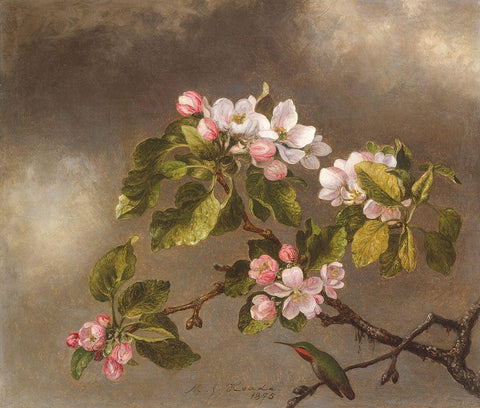 Hummingbird and Apple Blossoms Black Ornate Wood Framed Art Print with Double Matting by Heade, Martin Johnson