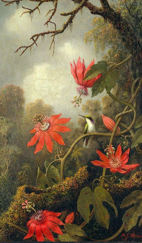 Hummingbird and Passionflowers White Modern Wood Framed Art Print with Double Matting by Heade, Martin Johnson