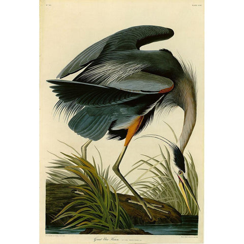 The Great Blue Heron Gold Ornate Wood Framed Art Print with Double Matting by Audubon, John James