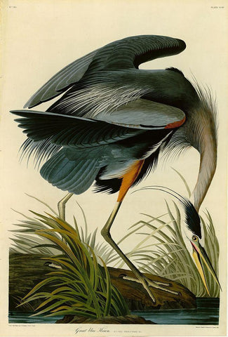 The Great Blue Heron Black Ornate Wood Framed Art Print with Double Matting by Audubon, John James