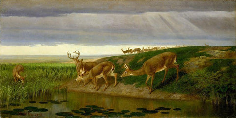 Deer on the Prairie White Modern Wood Framed Art Print with Double Matting by Beard, William Holbrook