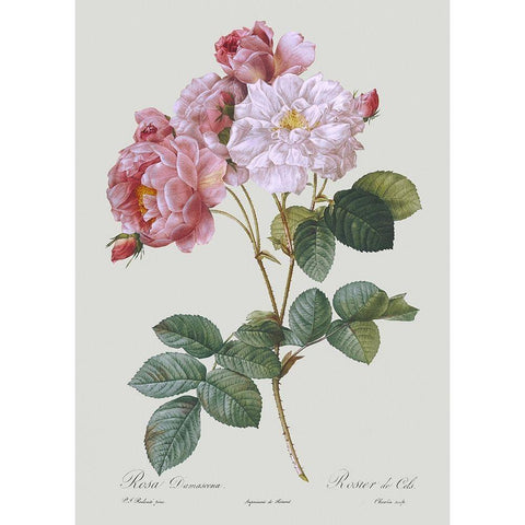 Damask Rose Black Modern Wood Framed Art Print with Double Matting by Redoute, Pierre Joseph