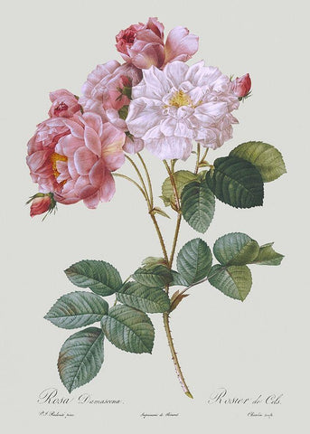 Damask Rose Black Ornate Wood Framed Art Print with Double Matting by Redoute, Pierre Joseph