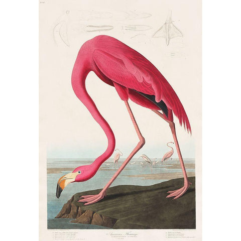 Pink Flamingo White Modern Wood Framed Art Print by Audubon, John James