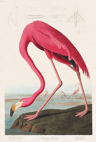 Pink Flamingo Black Ornate Wood Framed Art Print with Double Matting by Audubon, John James