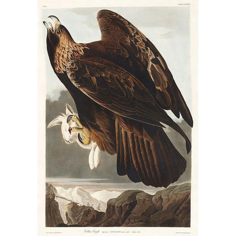 Golden Eagle Gold Ornate Wood Framed Art Print with Double Matting by Audubon, John James