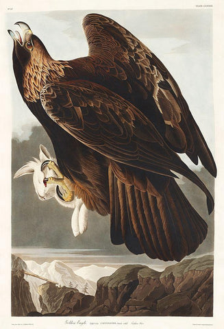 Golden Eagle White Modern Wood Framed Art Print with Double Matting by Audubon, John James