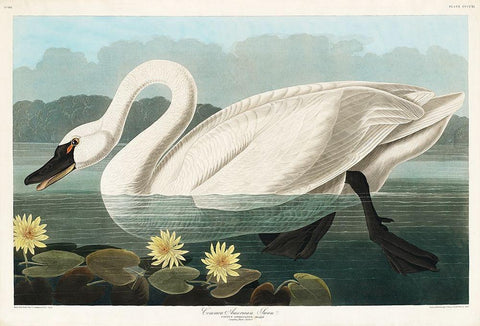 Common American Swan White Modern Wood Framed Art Print with Double Matting by Audubon, John James