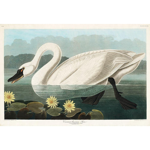 Common American Swan White Modern Wood Framed Art Print by Audubon, John James