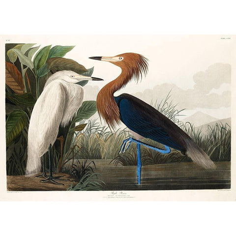 Purple Heron White Modern Wood Framed Art Print by Audubon, John James