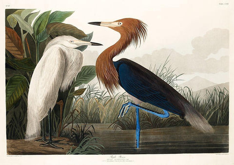 Purple Heron White Modern Wood Framed Art Print with Double Matting by Audubon, John James