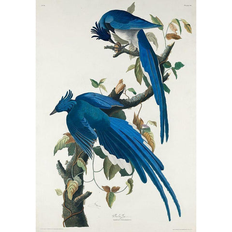 Columbia Jay Black Modern Wood Framed Art Print with Double Matting by Audubon, John James