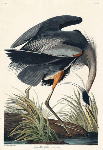 Great blue Heron Black Ornate Wood Framed Art Print with Double Matting by Audubon, John James