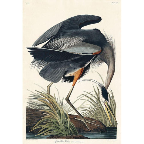 Great blue Heron Black Modern Wood Framed Art Print with Double Matting by Audubon, John James