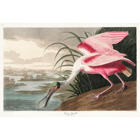 Roseate SpoonbillÂ  White Modern Wood Framed Art Print by Audubon, John James