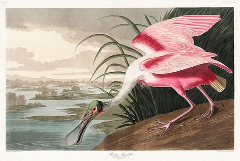 Roseate SpoonbillÂ  White Modern Wood Framed Art Print with Double Matting by Audubon, John James