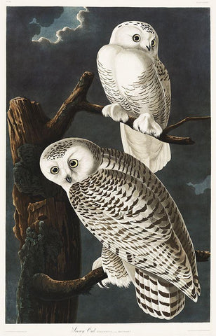 Snowy Owl Black Ornate Wood Framed Art Print with Double Matting by Audubon, John James