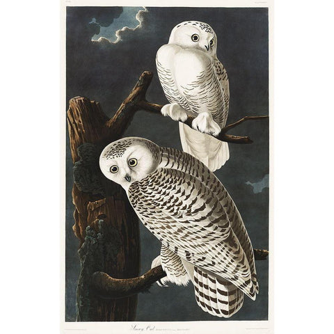 Snowy Owl White Modern Wood Framed Art Print by Audubon, John James