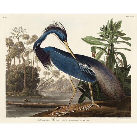 Louisiana Heron White Modern Wood Framed Art Print by Audubon, John James