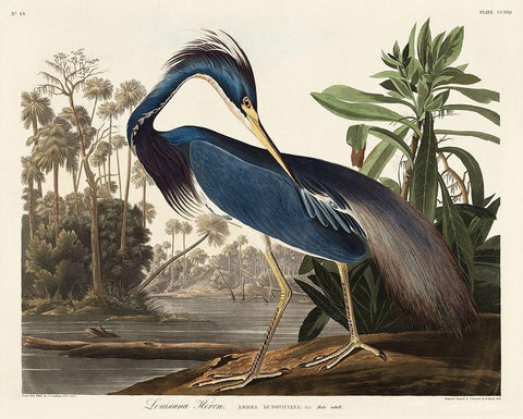 Louisiana Heron White Modern Wood Framed Art Print with Double Matting by Audubon, John James