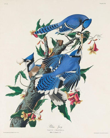 Blue Jay Black Ornate Wood Framed Art Print with Double Matting by Audubon, John James