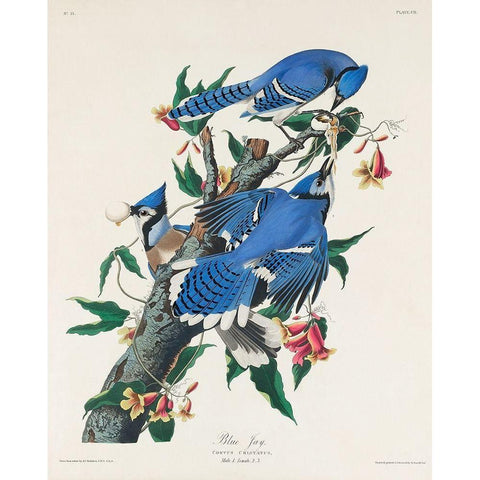 Blue Jay White Modern Wood Framed Art Print by Audubon, John James