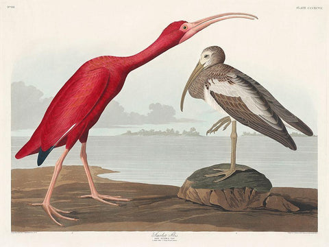 Scarlet Ibis White Modern Wood Framed Art Print with Double Matting by Audubon, John James