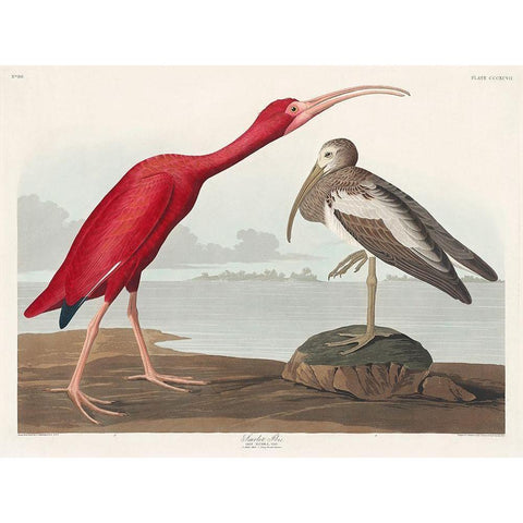 Scarlet Ibis Black Modern Wood Framed Art Print with Double Matting by Audubon, John James