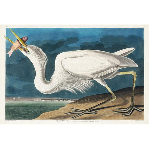 Great White Heron White Modern Wood Framed Art Print by Audubon, John James