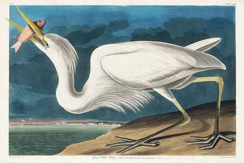 Great White Heron White Modern Wood Framed Art Print with Double Matting by Audubon, John James