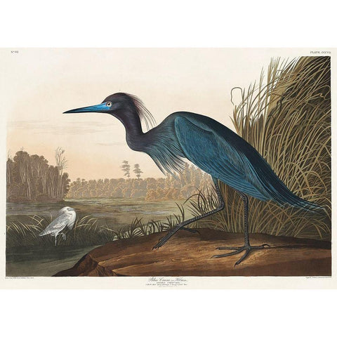 Blue Crane or Heron Black Modern Wood Framed Art Print with Double Matting by Audubon, John James