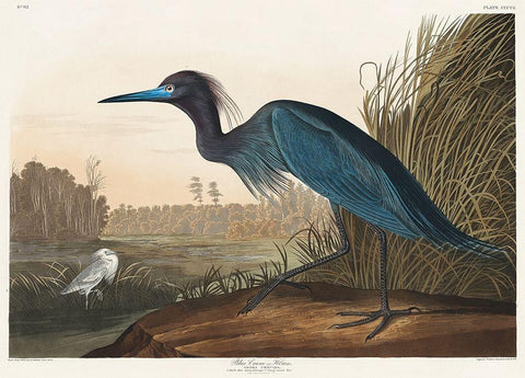 Blue Crane or Heron White Modern Wood Framed Art Print with Double Matting by Audubon, John James