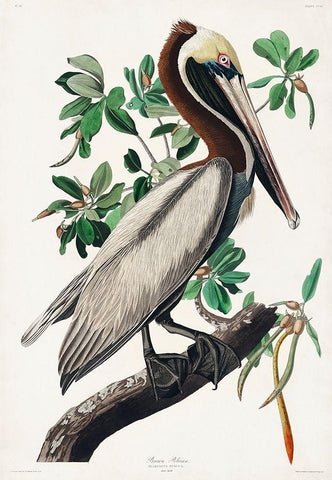 Brown Pelican White Modern Wood Framed Art Print with Double Matting by Audubon, John James