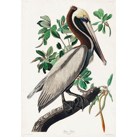 Brown Pelican White Modern Wood Framed Art Print by Audubon, John James