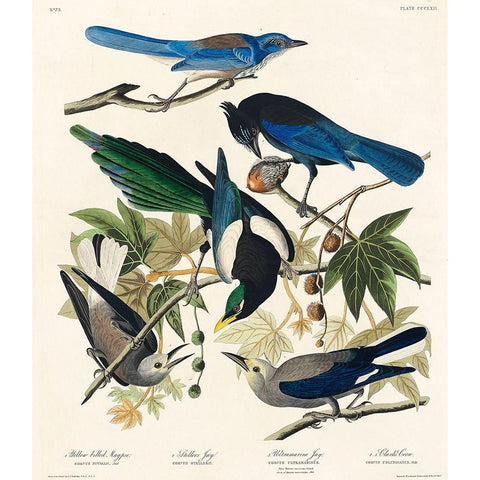 Yellow-Billed Magpie, Stellers Jay, Ultramarine Jay and Clarks Crow White Modern Wood Framed Art Print by Audubon, John James