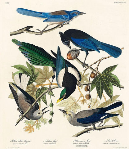 Yellow-Billed Magpie, Stellers Jay, Ultramarine Jay and Clarks Crow Black Ornate Wood Framed Art Print with Double Matting by Audubon, John James