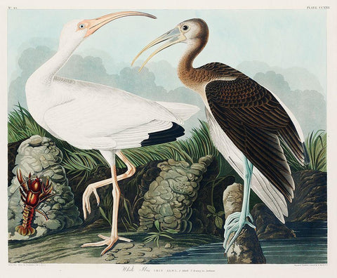 White Ibis White Modern Wood Framed Art Print with Double Matting by Audubon, John James