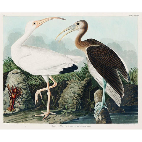 White Ibis Black Modern Wood Framed Art Print with Double Matting by Audubon, John James