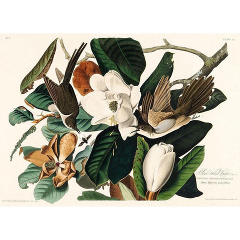 Black-billed Cuckoo White Modern Wood Framed Art Print by Audubon, John James