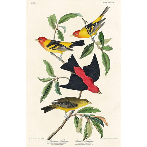 Louisiana Tanager and Scarlet Tanager Gold Ornate Wood Framed Art Print with Double Matting by Audubon, John James