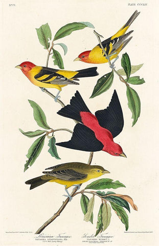 Louisiana Tanager and Scarlet Tanager Black Ornate Wood Framed Art Print with Double Matting by Audubon, John James