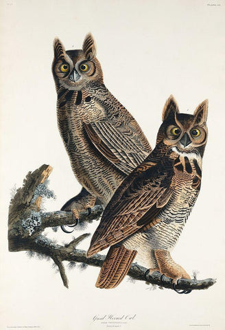 Great Horned Owl Black Ornate Wood Framed Art Print with Double Matting by Audubon, John James