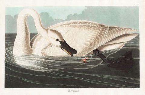 Trumpeter Swan Black Ornate Wood Framed Art Print with Double Matting by Audubon, John James