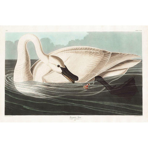 Trumpeter Swan Gold Ornate Wood Framed Art Print with Double Matting by Audubon, John James